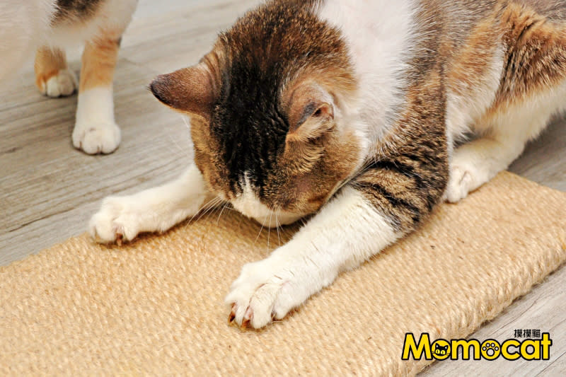 60x20cm手工貓抓板，圖片由Momocat摸摸貓提供