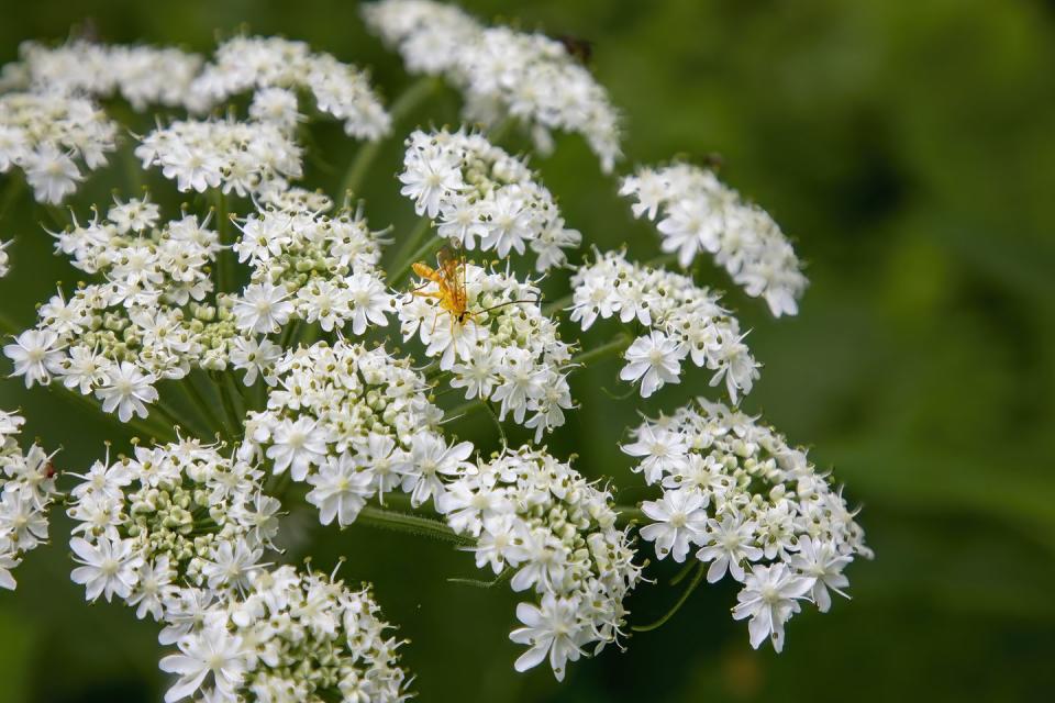 ichneumon wasp on cow parsnip