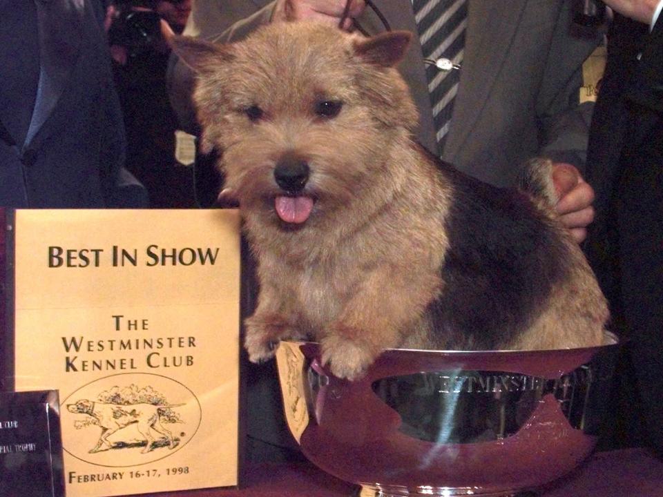 westminster winner 1998