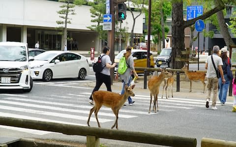 29 Nara deer died from traffic accidents in 2018 – it's easy to see why - Credit: Jeremy Holden