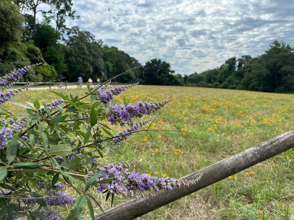 Guy Tucker shared this photo of the wildflower field in Sea Pines’ Forest Preserve on Hilton Head Island. 