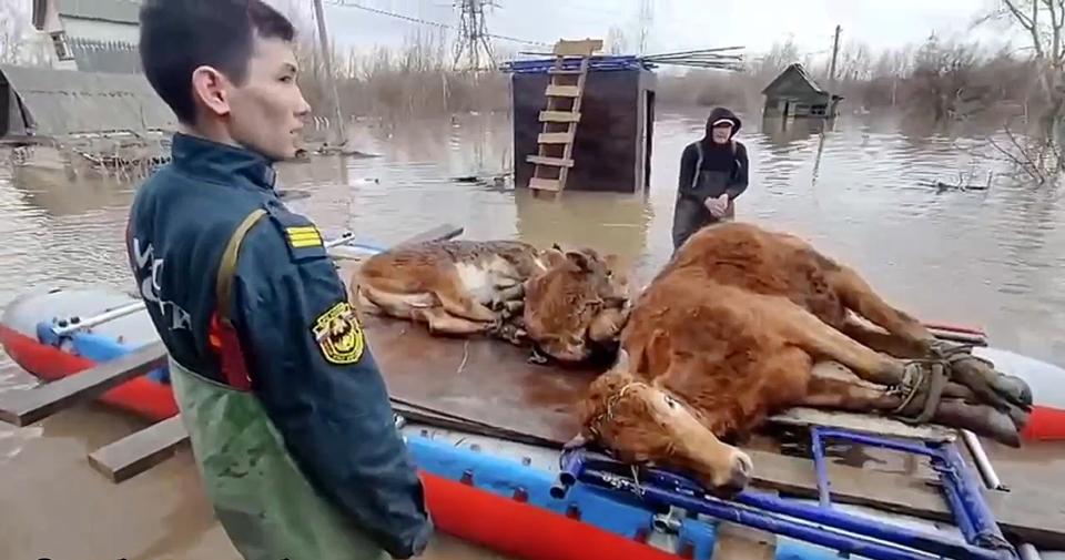 In this grab taken from a video released by the Russian Emergency Ministry Press Service on Wednesday, April 10, 2024, a rescuer helps to transfer two cows from the flooded area in the Orenburg region, Russia. Russian officials are scrambling to help homeowners displaced by floods, as water levels have risen in the Ural River. The floods in the Orenburg region near Russia's border with Kazakhstan sparked the evacuation of thousands of people following the collapse of a dam on Saturday. (Russian Emergency Ministry Press Service via AP)