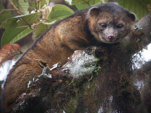 This undated handout photo by Mark Gurney shows an olinguito.