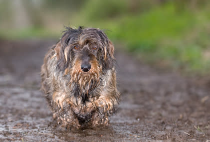 2. How often does my dog need a bath?