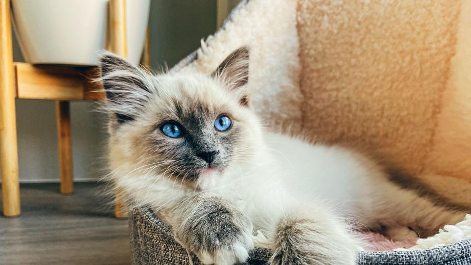 ragdoll kitten sitting relaxed in wool bed