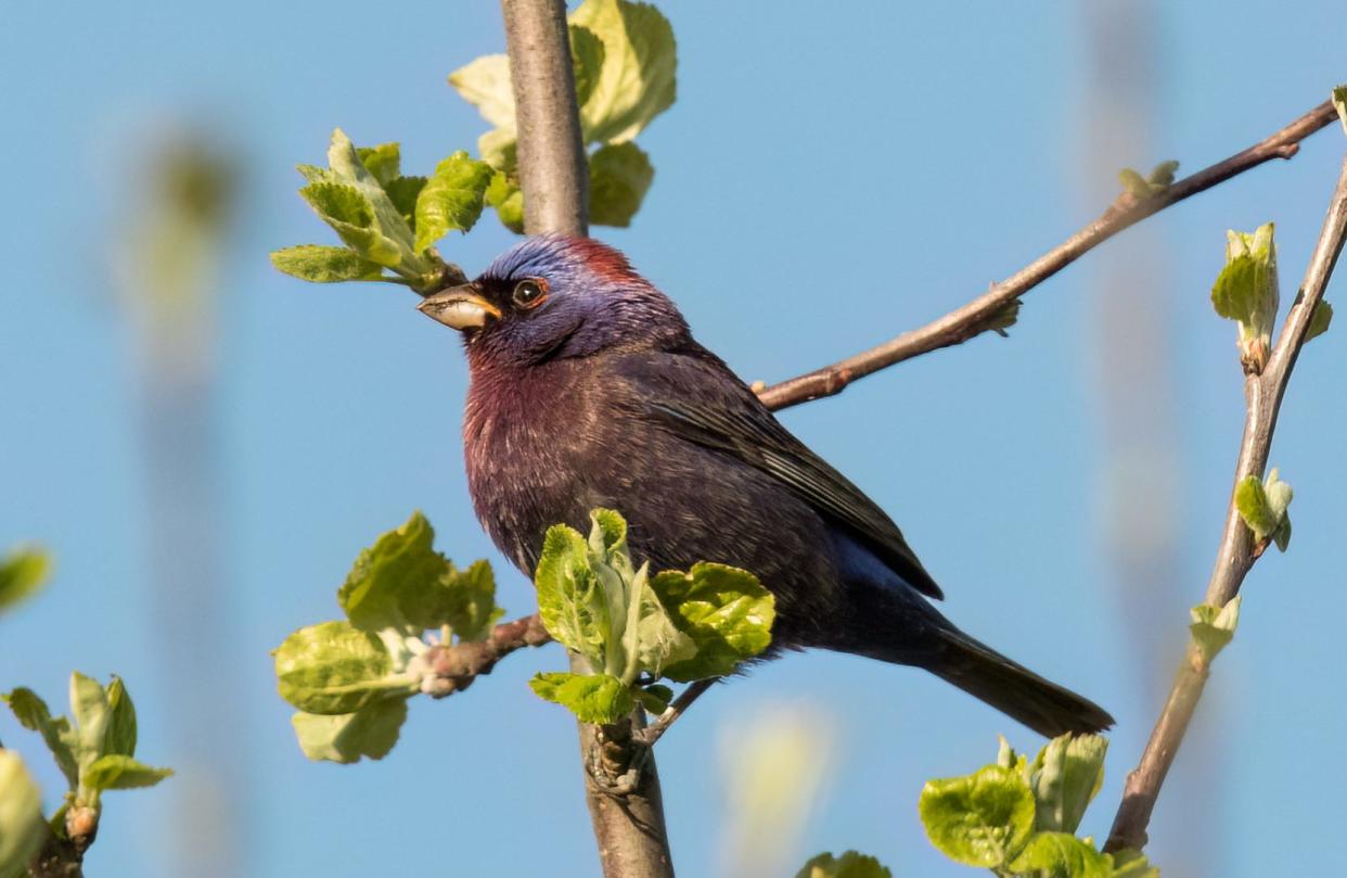 A varied bunting perches in a tree Saturday at Lion's Den Gorge Nature Preserve in Grafton. The bird, a male, was seen by dozens of birders Saturday and marked the first documented sighting of the species in Wisconsin history, according to the Wisconsin Society for Ornithology. The species is mostly found in Mexico.