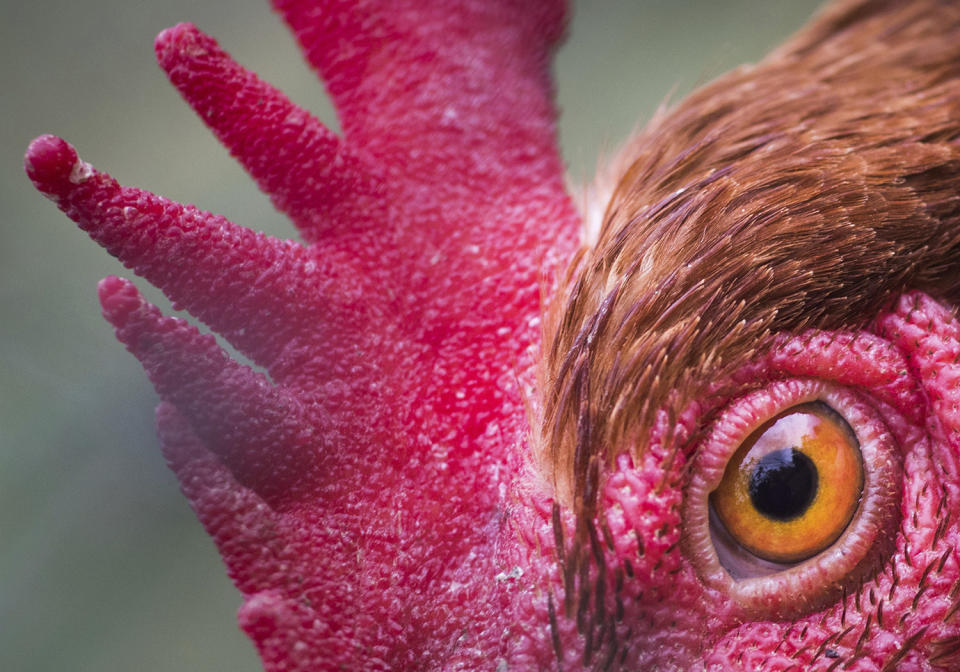 Chicken closeup