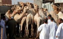 Camel traders show their camels to prospective buyers at the Birqash Camel Market, ahead of Eid al-Adha or Festival of Sacrifice, on the outskirts of Cairo, Egypt August 17, 2018. REUTERS/Amr Abdallah Dalsh