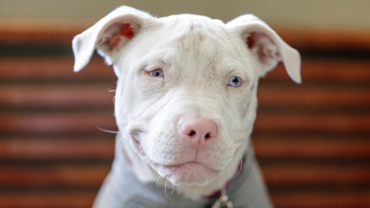 Albino dog