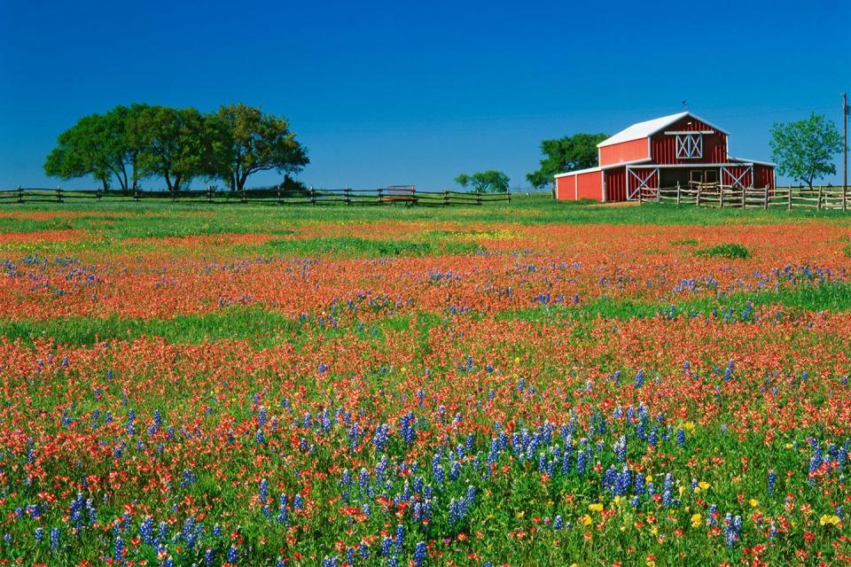 <p>Texas Paintbrush and Texas Bluebonnet grow in a field beside a barn in Texas // Date unknown</p>