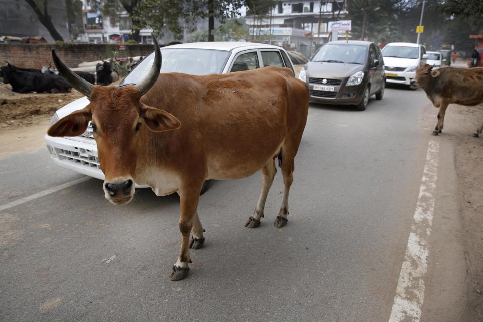 Motorists drive past stray cows roam on a road in Allahabad, India, Friday, Jan. 31, 2014. Several of India's most popular car models crumpled in independent crash tests in ways that would likely lead to fatality or serious injury, a global car safety watchdog said Friday. The lack of safety features, combined with reckless driving and shoddy roads, has helped give India a road death rate that is more than six times as high as that of the United States and nearly three times China's rate, according to the World Health Organization's 2013 road safety report on the number of deaths compared with the size of a country's car fleet. (AP Photo/Rajesh Kumar Singh)