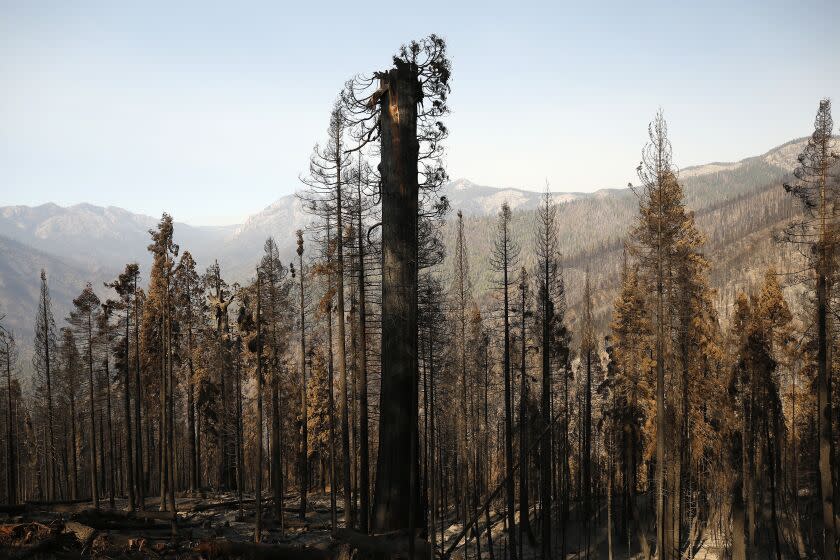 SPRINGVILLE, CA - OCTOBER 28: One giant Sequoia was decapitated, the upper trunk and branches strewn at its base in a tangled heap in the 530 acres of the privately owned Alder Creek grove that Save the Redwoods League purchased less than a year ago. Old sequoias can survive even if just 5% of their crowns remain green and unscorched by a fire's heat. One of the monster wildfires birthed by California's August lightning blitz, the Castle fire burned through portions of roughly 20 giant sequoia groves on the western slopes of the Sierra, the only place on the planet they naturally grow. Giant Sequoia National Monument on Wednesday, Oct. 28, 2020 in Springville, CA. (Al Seib / Los Angeles Times