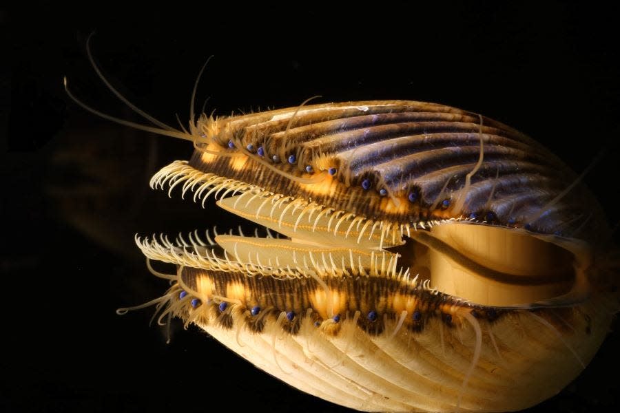 Scallop science: New tool is guide to sustainability as harvesting begins