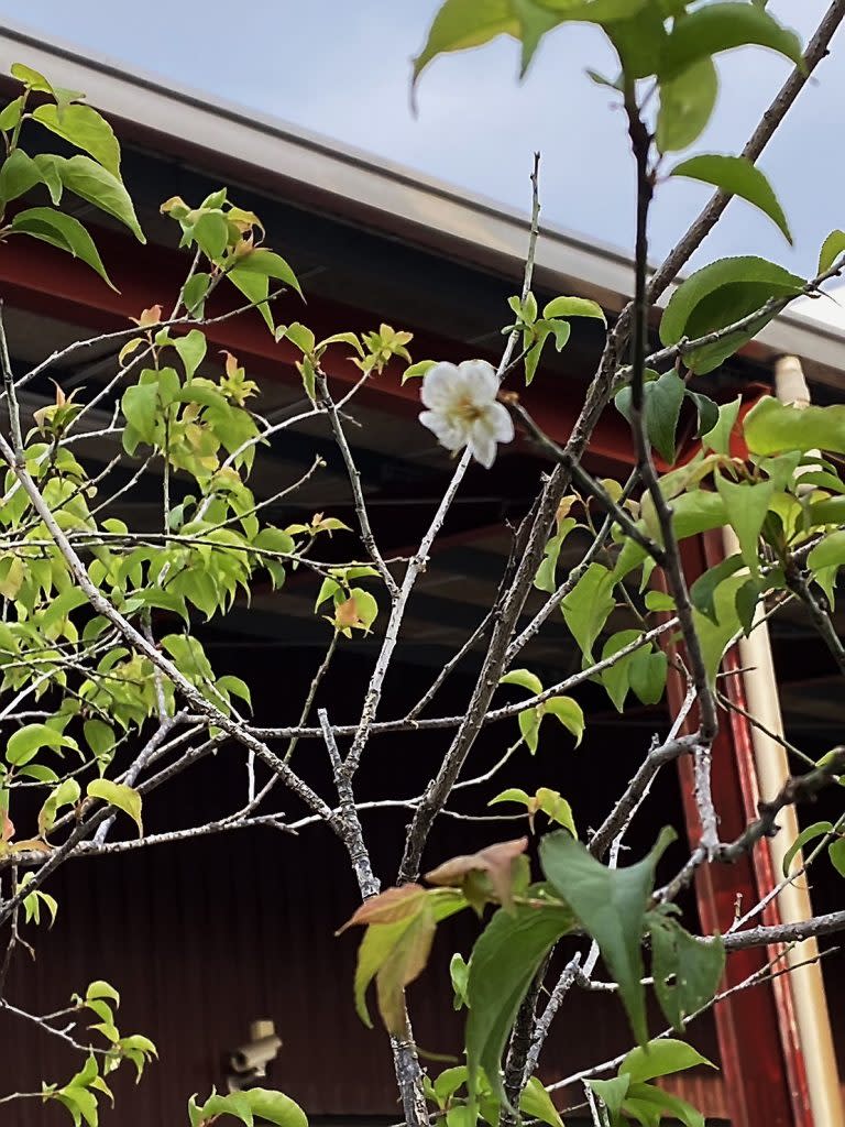 雖然已過花期，興濟宮的梅花仍在寒流中綻放。 （記者陳俊文攝）