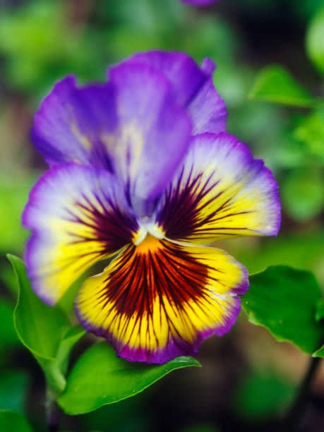 a closeup of a purple and yellow pansy flower