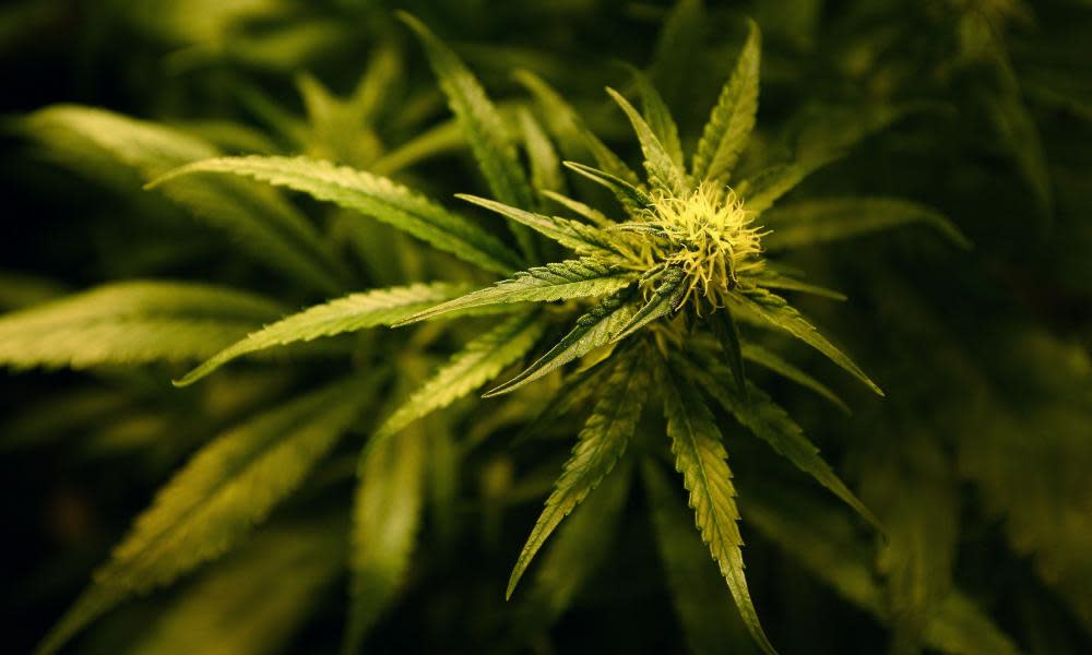 A cannabis plant.