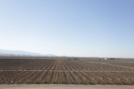 Vines are seen at the Emblema estate of the Septima winery, in Lujan de Cuyo, in Mendoza Province