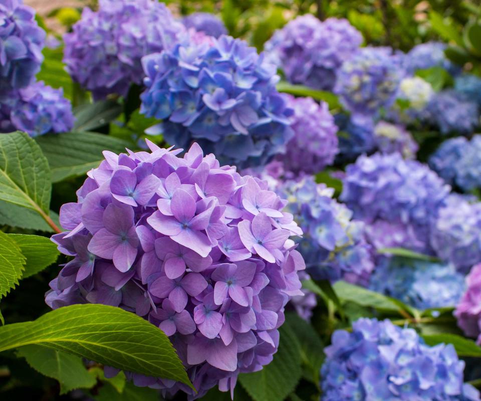 hydrangeas