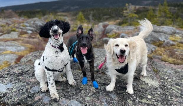 It's just slobbery kisses all day long': Meet a dog walker on a path of  healing for mental health