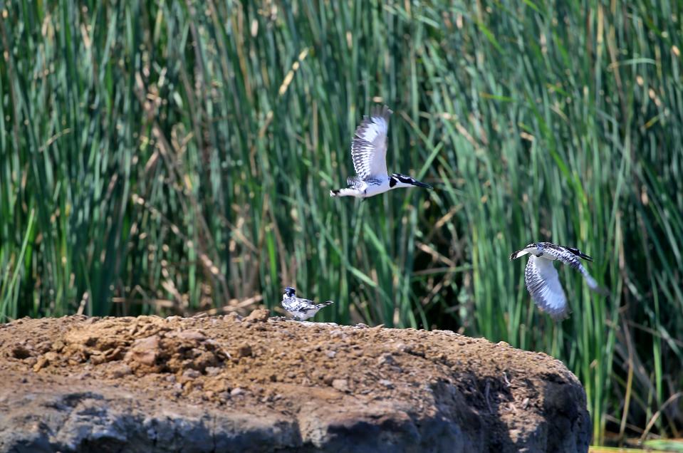 Pied Kingfisher birds, common in the marshes, take flight from the area where many bird species are endangered, in Chibayish, Iraq, Saturday, May, 1, 2021. Deep within Iraq's celebrated marsh lands, conservationists are sounding alarm bells and issuing a stark warning: Without quick action, the UNESCO protected site could all but wither away. (AP Photo/Anmar Khalil)