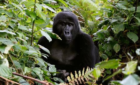 FILE PHOTO -- An endangered mountain gorilla from the Bitukura family, rests among vegetation inside a forest in Bwindi Impenetrable National Park in the Ruhija sector of the park, about 550 km (341 miles) west of Uganda's capital Kampala, May 24, 2013. REUTERS/Thomas Mukoya/File Photo