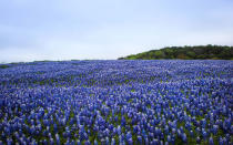 Texas-Bluebonnets-Spring-02-TXBLOOMS0316.jpg