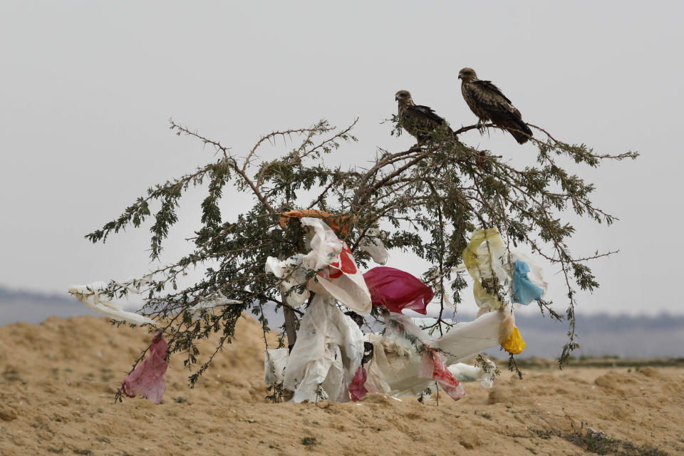 Black kites sit on a tree with plastic bags clinging to it after a storm near the Dudaim dump in Israel's Negev desert. (Photo: MENAHEM KAHANA/AFP via Getty Images)