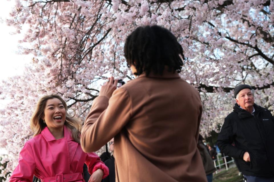 Visitors enjoy cherry trees in full bloom at the Tidal Basin on March 19, 2024 in Washington, DC (Getty Images)