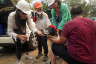 Turkish volunteers give water a dog near a wildfire in Turgut village, near tourist resort of Marmaris, Mugla, Turkey, Wednesday, Aug. 4, 2021. As Turkish fire crews pressed ahead Tuesday with their weeklong battle against blazes tearing through forests and villages on the country's southern coast, President Recep Tayyip Erdogan's government faced increased criticism over its apparent poor response and inadequate preparedness for large-scale wildfires.(AP Photo/Emre Tazegul)