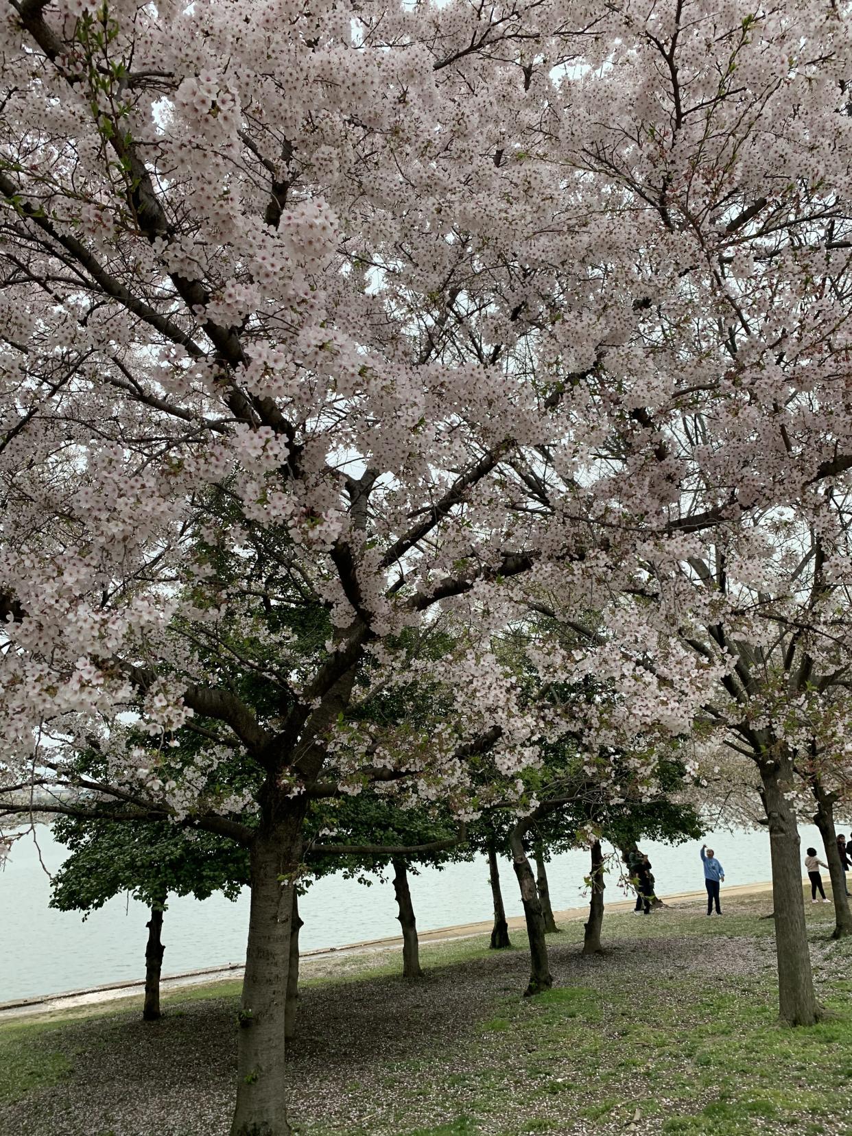 Lovely cherry trees lining the mall in Washington, D.C., were friendship gifts from Japan to the United States in 1912.