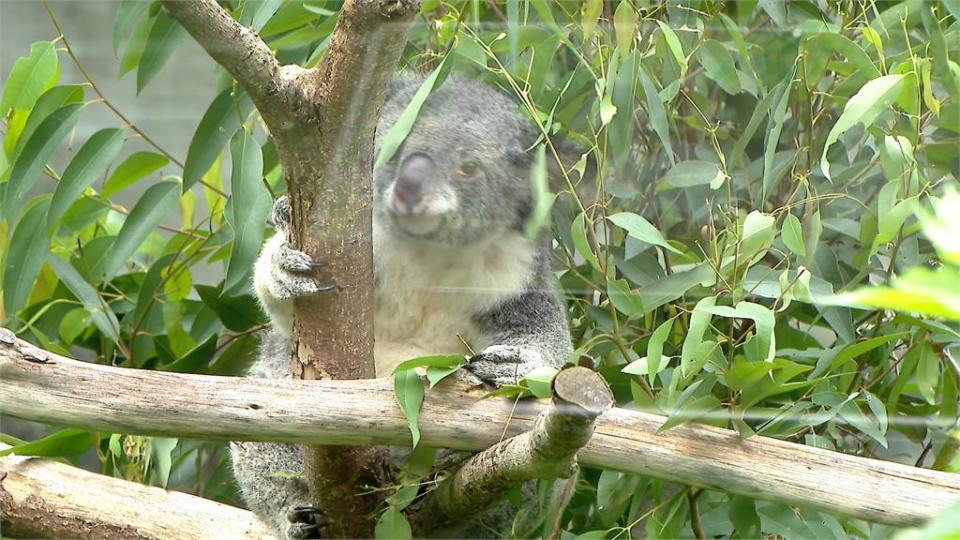 加入動物園企業認養計畫　福容大飯店認養無尾熊芙蓉　投入無尾熊保育