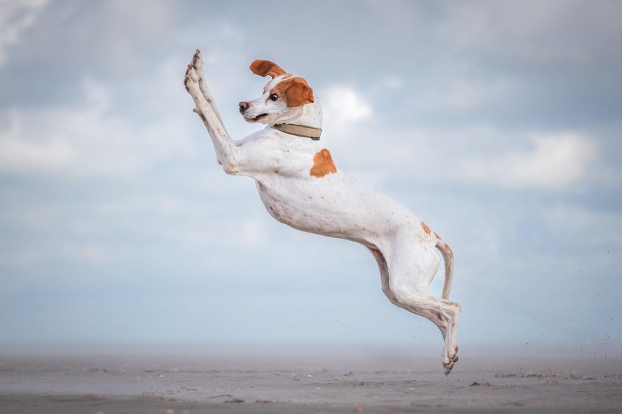 A dog leaps in the air