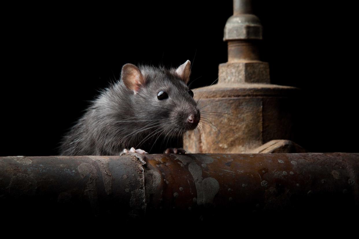 Three Ohio towns ranked among the top 50 'rattiest cities' in America in a study by Orkin.