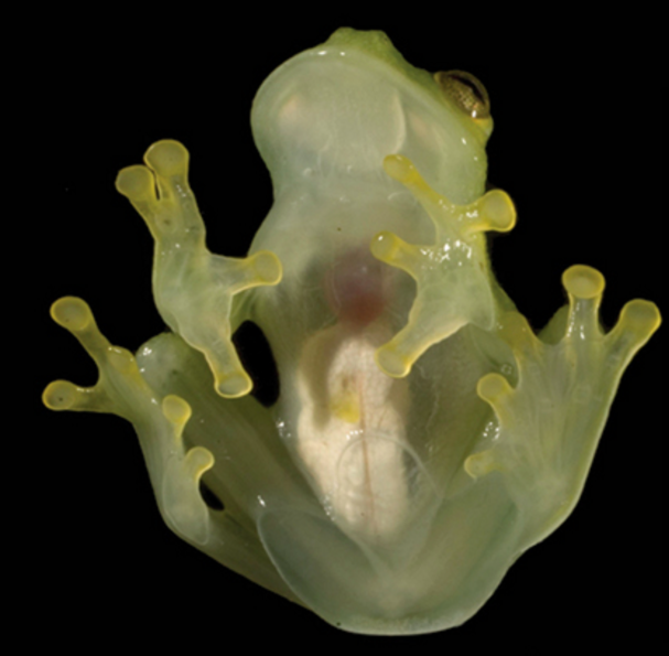 The glassfrog features transparent skin that allows you to see its internal organs (ZooKeys)