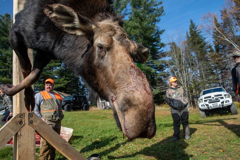 Ticks and climate change killing baby moose in Maine