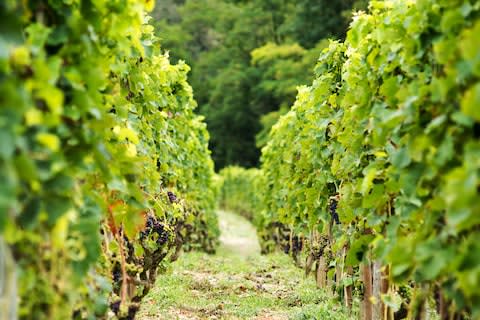 The French don't drink wine, they taste it - Credit: ivoha13 - Fotolia