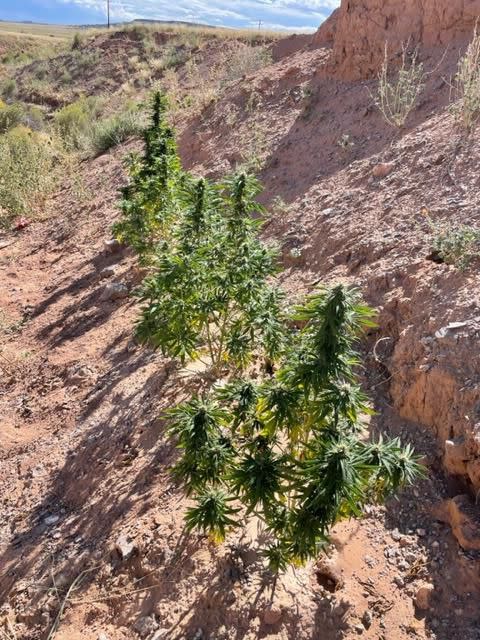 The Navajo Police Department confiscated a total of 44 marijuana plants in a wash near a residence in Dilkon, Ariz.