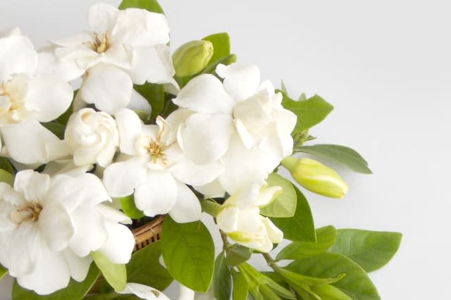 Beautiful gardenia flower