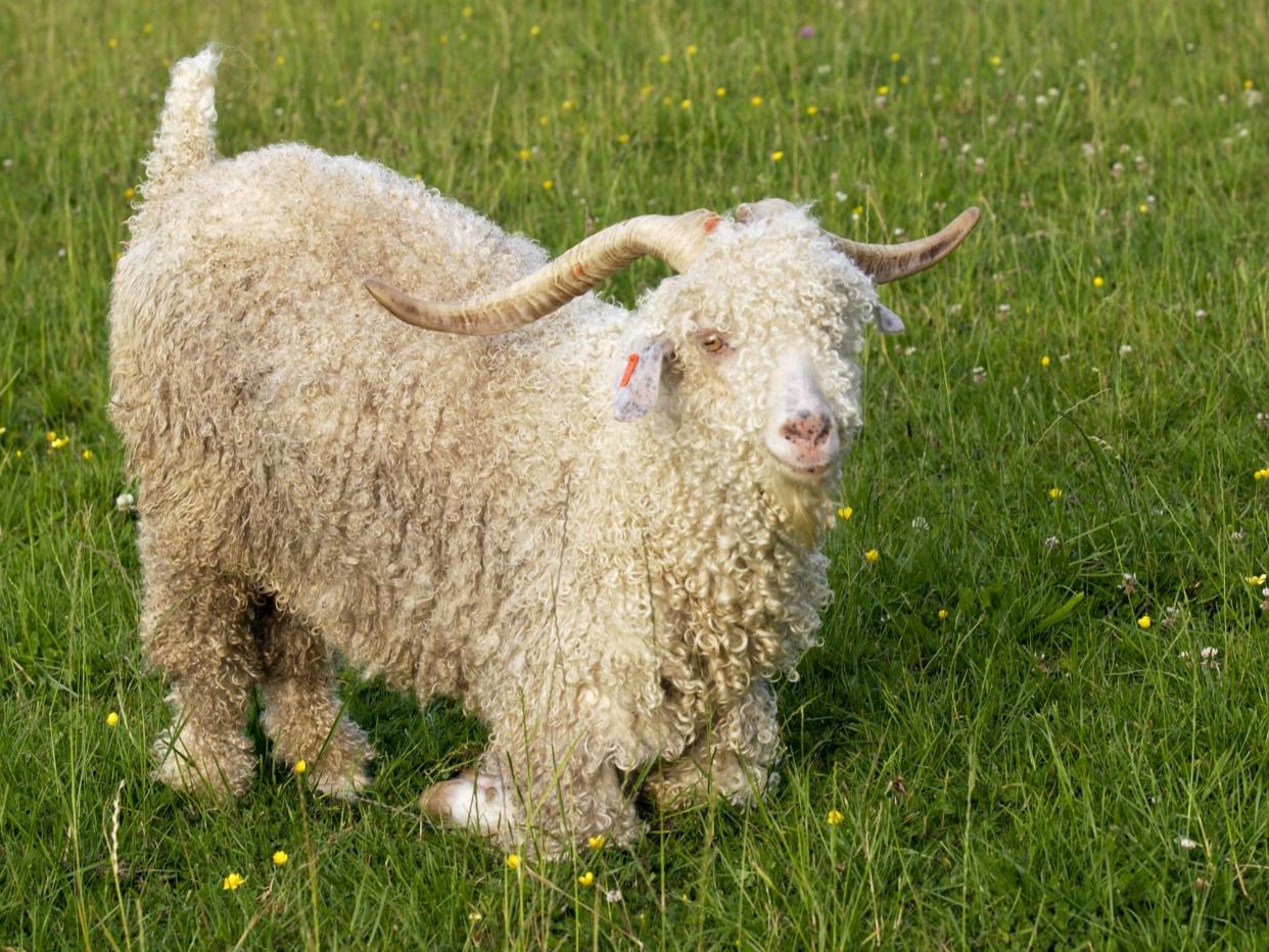 The men slaughtered an Angora goat: Rex Features