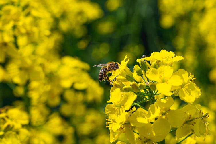 A honeybee on a yellow plant.