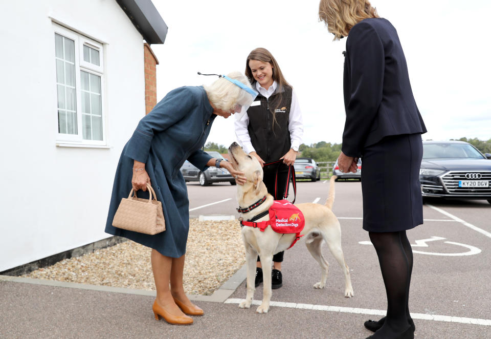 MILTON KEYNES, ENGLAND - SEPTEMBER 09:  Camilla, Duchess of Cornwall, Patron of Medical Detection Dogs, meets Storm, a Labrador Cross Golden Retriever, during a visit to the charity’s training centre where trials are currently underway to determine whether dogs can act as a diagnostic tool of COVID-19 on September 09, 2020 in Milton Keynes, England. (Photo by Chris Jackson - WPA Pool/Getty Images)