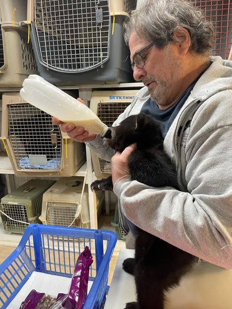 A bear cub rescued from the cab of an excavator in Wilna, New York is being cared for at Friends of the Feathered and Furry Wildlife Center in Greene County.