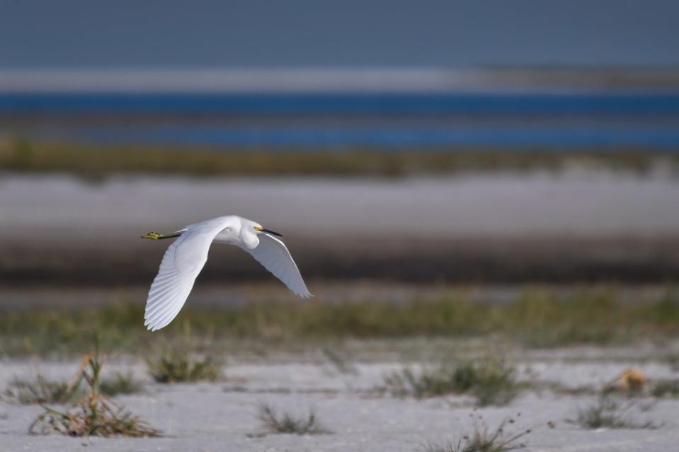 Snow egret in flight over North Beach at Fort De Soto Park near St. Petersburg via Getty Images