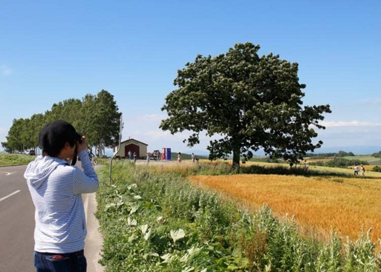 富良野、美瑛地區有拍不完的絕美風景！