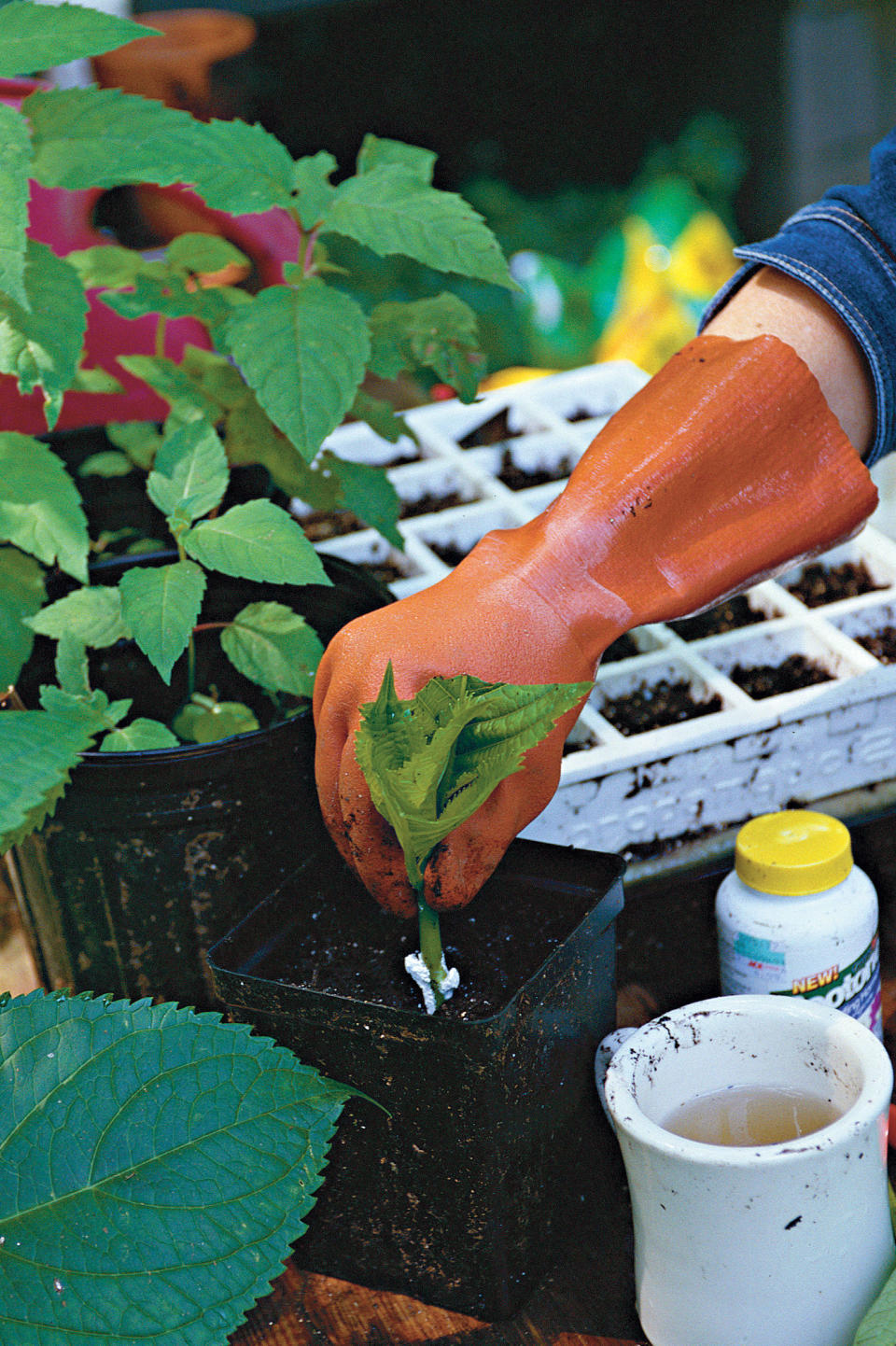 Wendy's Rooting Tips: Tip 3