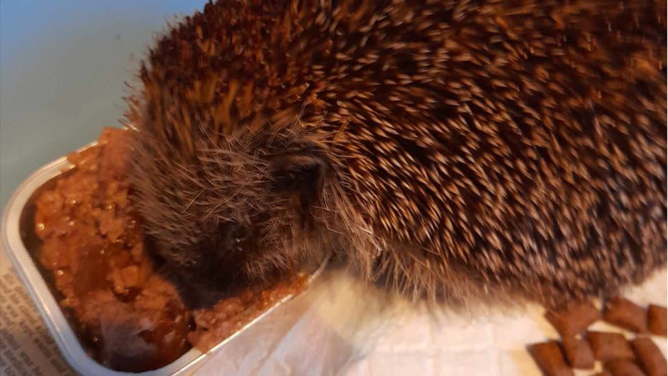 Hedgehog eating