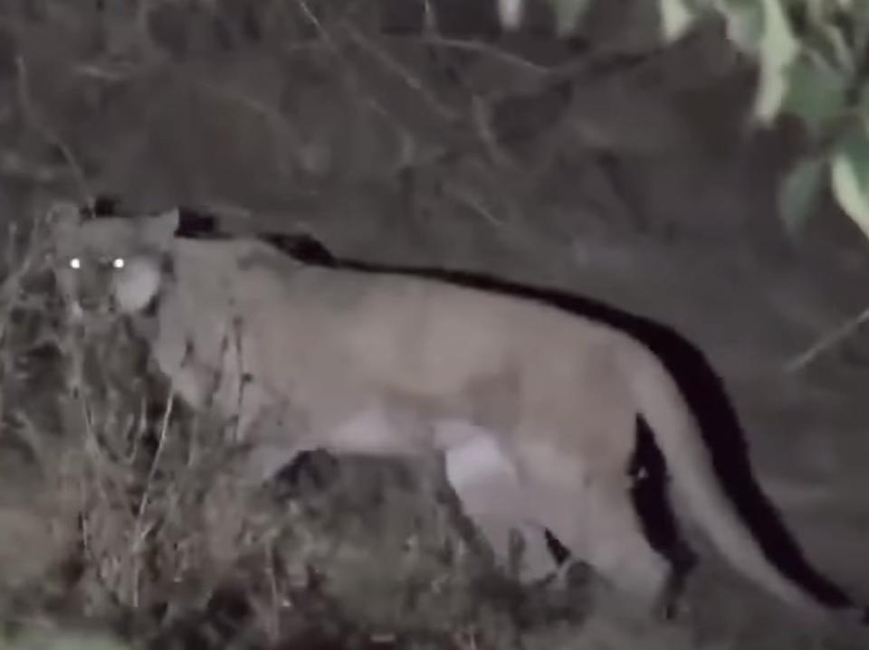 A mountain lion killed a chihuahua on a walk in the Hollywood Hills (Screenshot / KTLA)