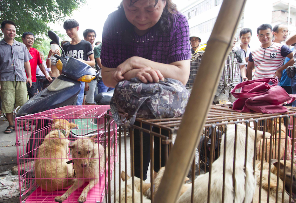 <em>More than two million dogs are eaten in South Korea every year (Rex)</em>