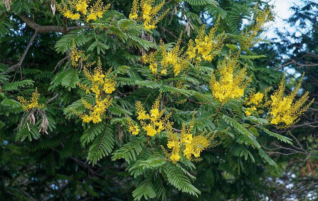 Yellow poinciana is a large evergreen tree that bears masses of yellow blossoms during the warm season.