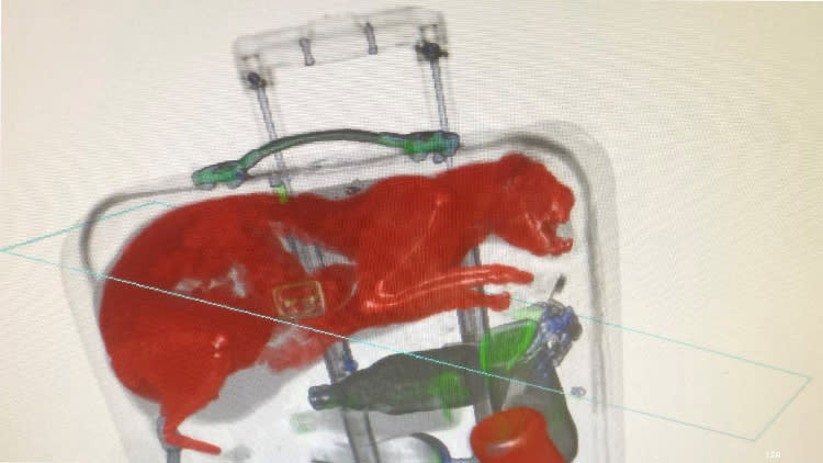 Cat seen in x-ray of luggage